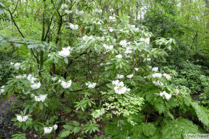 Rhododendron auriculatum   